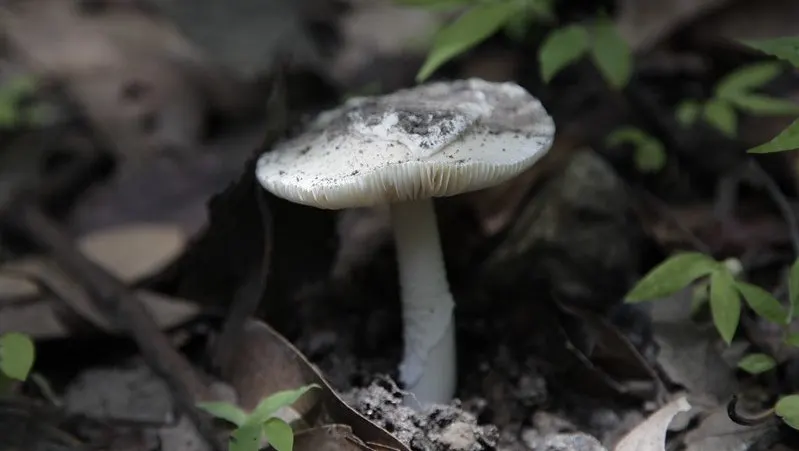 Convoca SEMADET al concurso de fotografía ambiental ‘Jalisco espectacular: cuidemos lo nuestro’